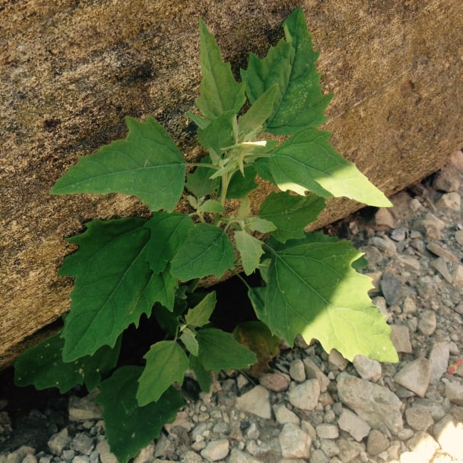 Lambs Quarters Edible Weed