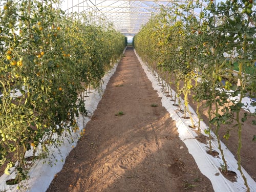 Cookstown Greens Greenhouses