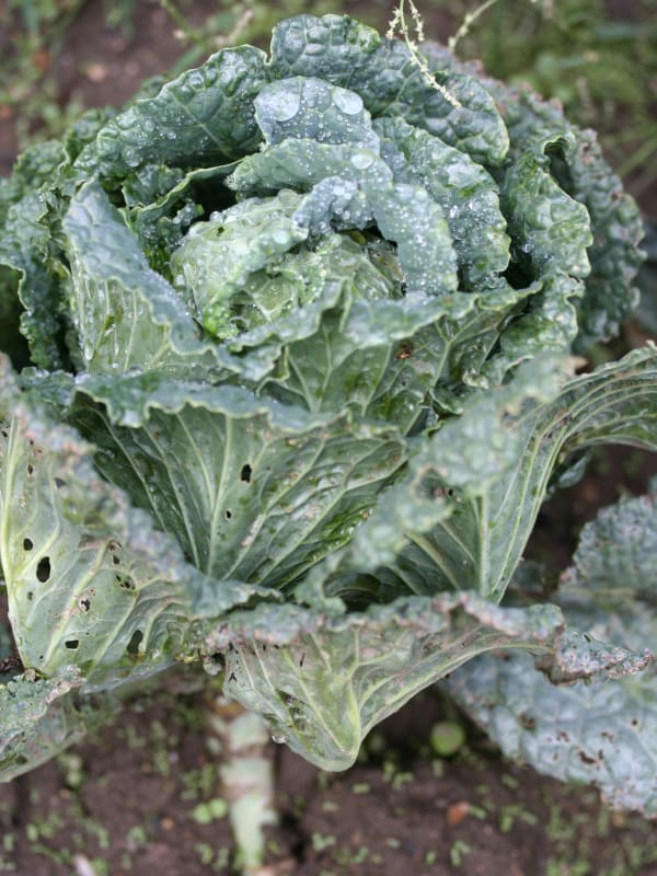 It's OK to Share Your Greens With Bugs!
